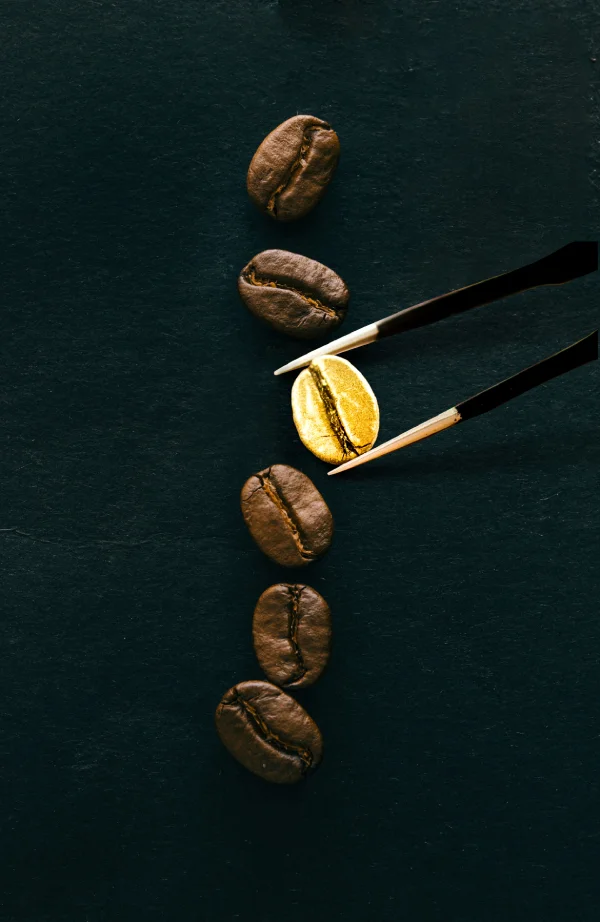 Goldene Kaffeebohne zwischen dunklen Kaffeebohnen, gehalten mit einer Pinzette