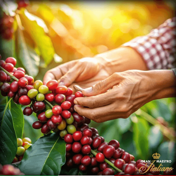 Les cerises de café cueillies à la main