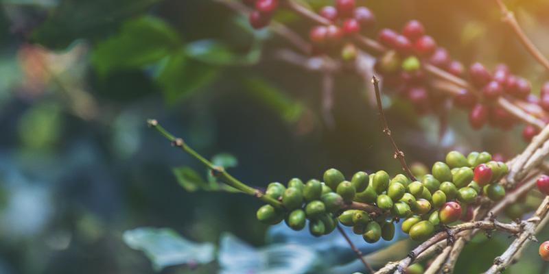 Strictly High Grown Coffee