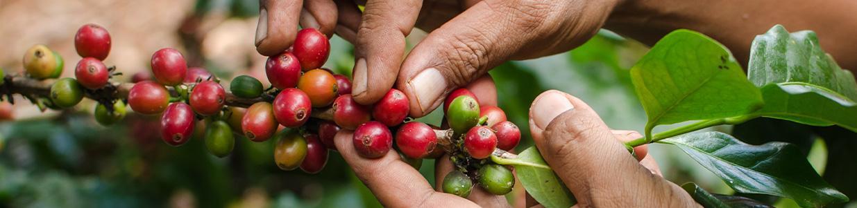 En savoir plus sur le grain de café