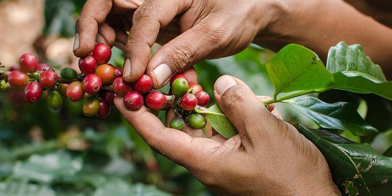 Tout sur le café Arabica